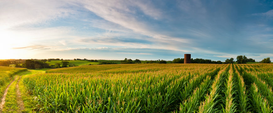 Cornfield 